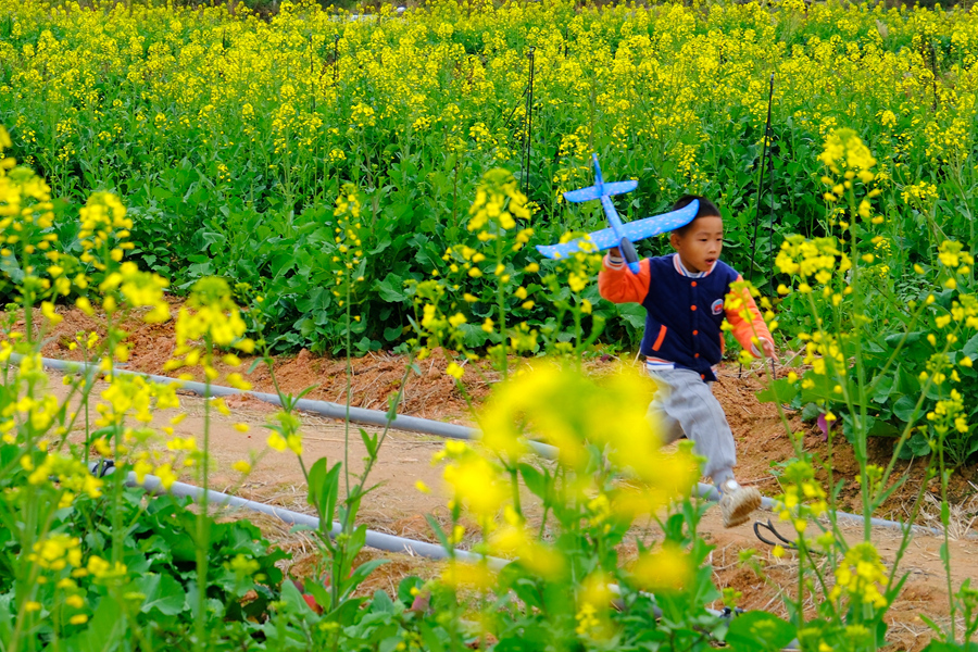 孩童在油菜花海小徑上奔跑。吳宇軒攝