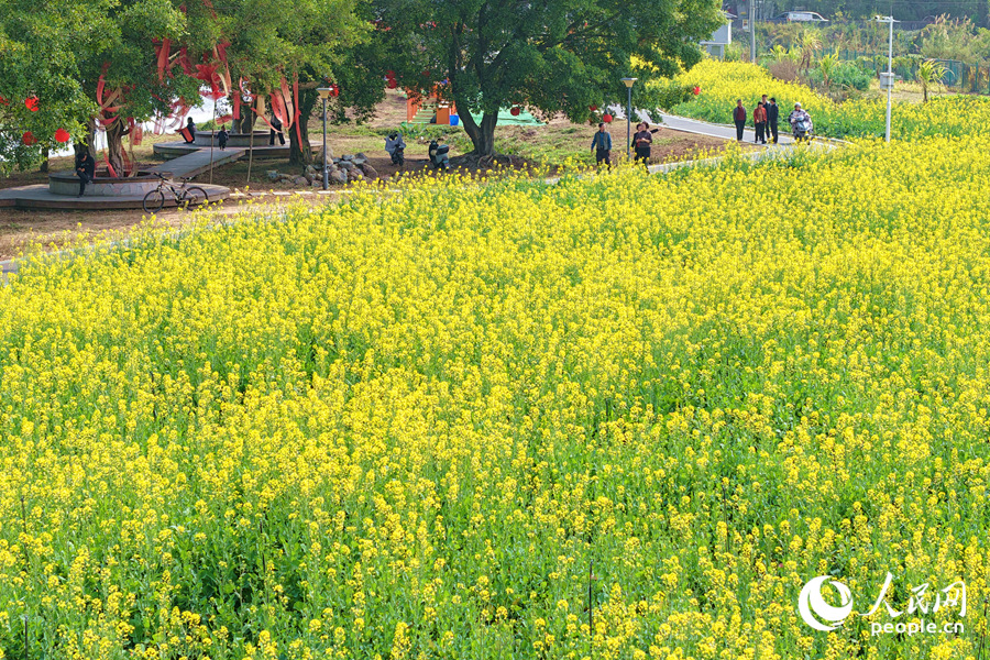 油菜花海金黃一片。人民網(wǎng)記者 陳博攝