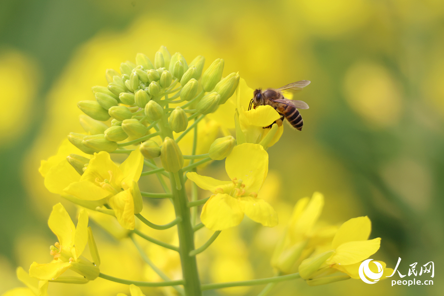 蜜蜂在油菜花海中采蜜。人民網(wǎng)記者 陳博攝