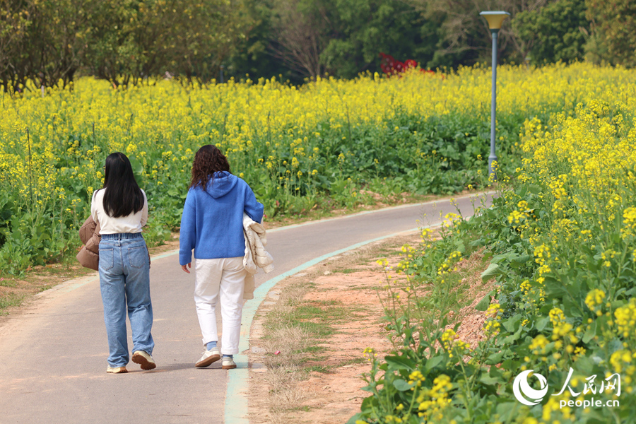 游人漫步在油菜花海中。人民網(wǎng)記者 陳博攝