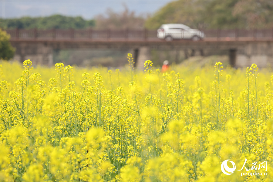 在陽(yáng)光下，盛放的油菜花顯得格外艷麗。人民網(wǎng)記者 陳博攝