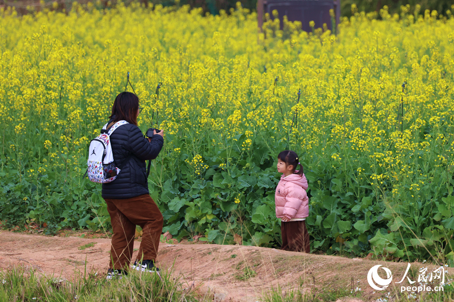 游客在油菜花海邊拍照留念。人民網(wǎng)記者 陳博攝