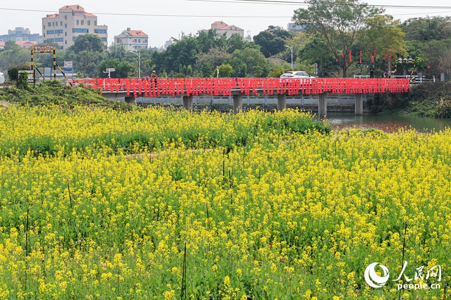 掛滿燈籠的橋與油菜花海相伴，宛如油畫一般。人民網(wǎng)記者 陳博攝