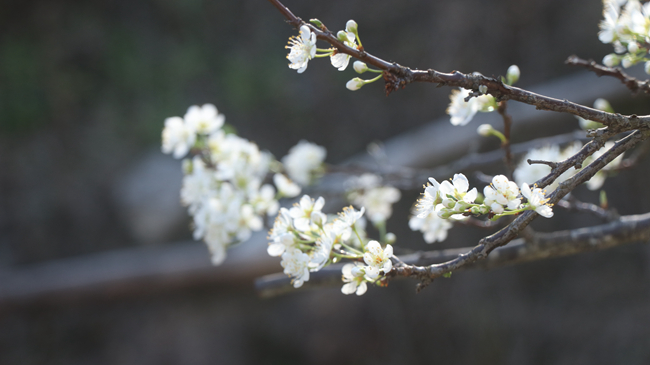 李花盛開(kāi)如云似雪。永泰縣融媒體中心供圖