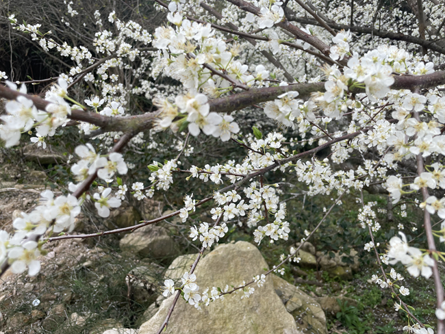 李花綻放枝頭。陳首先攝