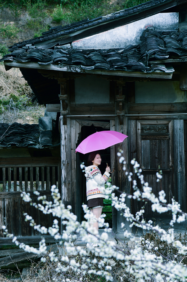 老宅里的李花競(jìng)相盛開(kāi)。陳奇攝