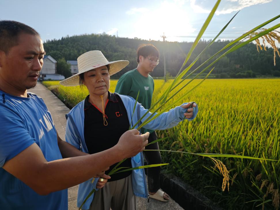 廖紅在福建省南平市浦城縣千畝再生稻示范片指導(dǎo)再生稻種植。受訪者供圖