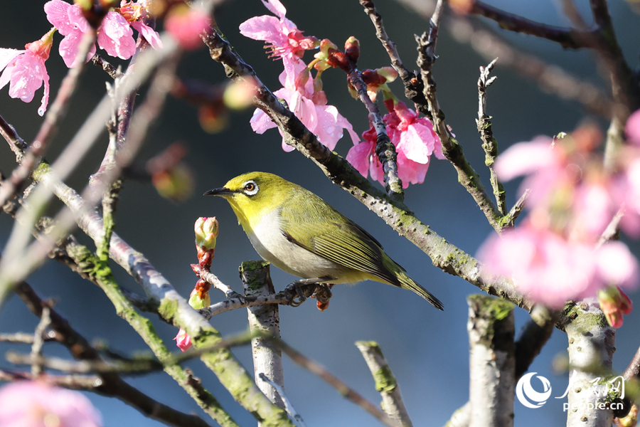 花叢深處的暗綠繡眼鳥。人民網(wǎng)記者 陳博攝