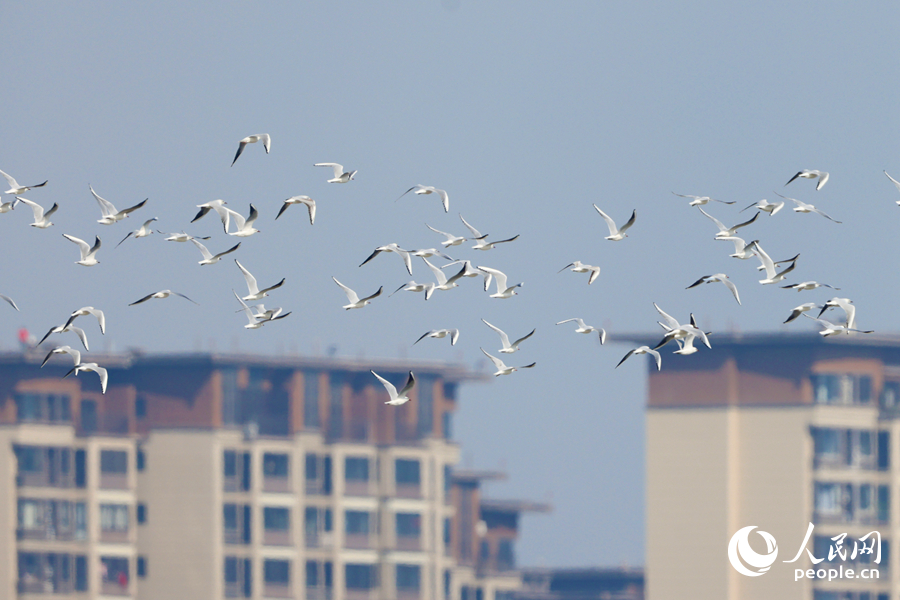 鷗群在廈門(mén)七星礁一帶海域上空飛行。人民網(wǎng)記者 陳博攝