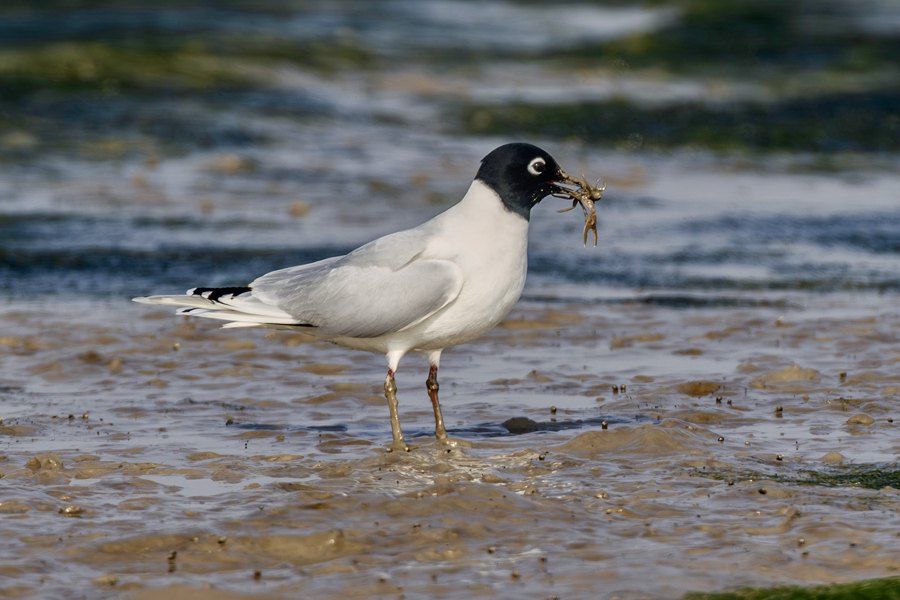 黑嘴鷗捕食小螃蟹?？掠窭z