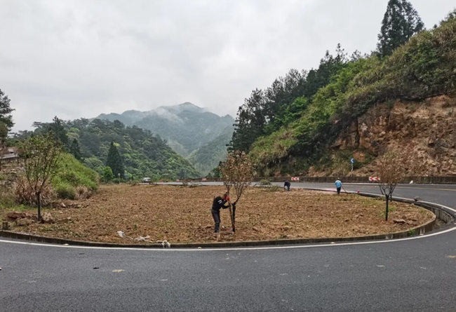 在周寧縣社陳線（X952）道路兩側(cè)種植晚櫻等花卉。周木美攝