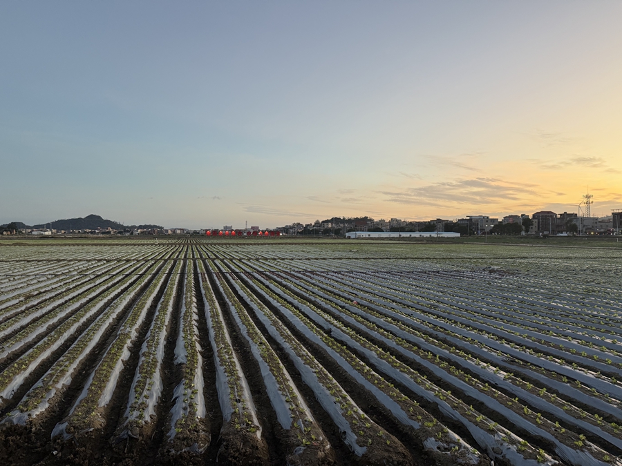 惠安走馬埭萬(wàn)畝良田。劉益貴攝
