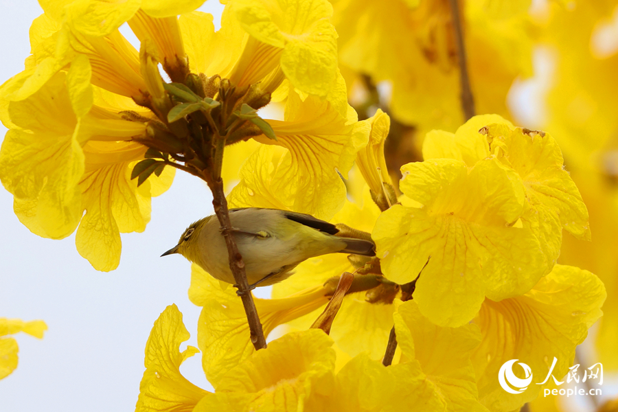 鳥(niǎo)兒在黃花風(fēng)鈴木枝頭停留。人民網(wǎng)記者 陳博攝