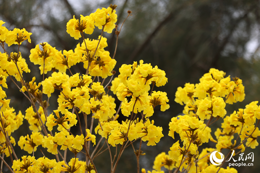 金黃色的花球綴滿枝頭。人民網(wǎng)記者 陳博攝