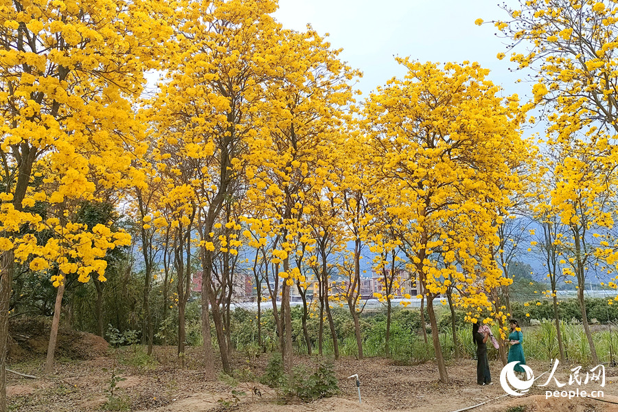 黃花風(fēng)鈴木繁花滿樹(shù)迷人眼。人民網(wǎng)記者 陳博攝