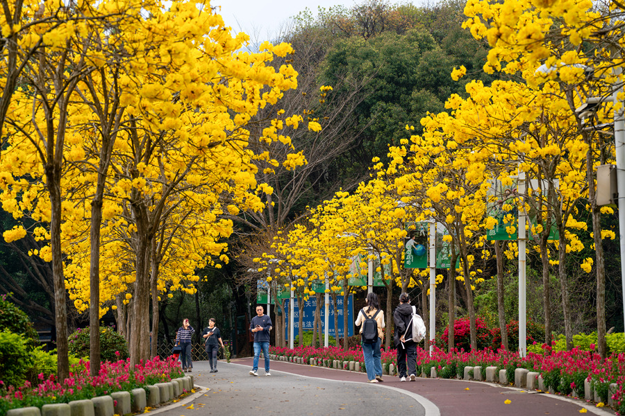 在廈門天竺山森林公園，黃花風(fēng)鈴木夾道綻放。戴美珍攝
