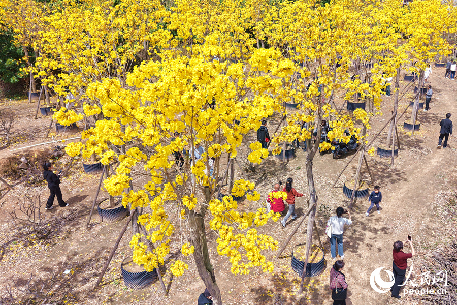 長(zhǎng)勢(shì)旺盛的黃花風(fēng)鈴木引來(lái)不少游客觀賞。人民網(wǎng)記者 陳博攝