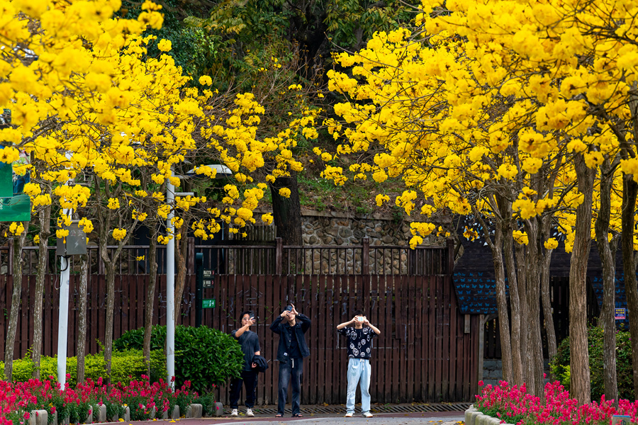 過(guò)往市民駐足賞花，用手機(jī)拍下美麗花景。戴美珍攝