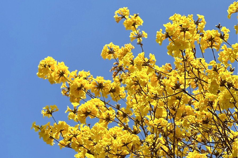 在和煦的陽(yáng)光下，黃花風(fēng)鈴木花朵顯得分外妖嬈。羅秀玉攝
