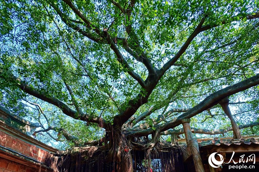 一棵巨大的榕樹在屋頂盤根錯(cuò)節(jié)。人民網(wǎng) 李唯一攝