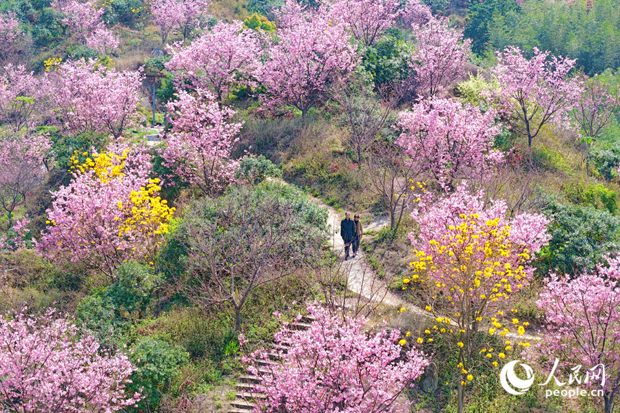 廈門集美1500余株粉櫻競相綻放。人民網(wǎng)記者 陳博攝