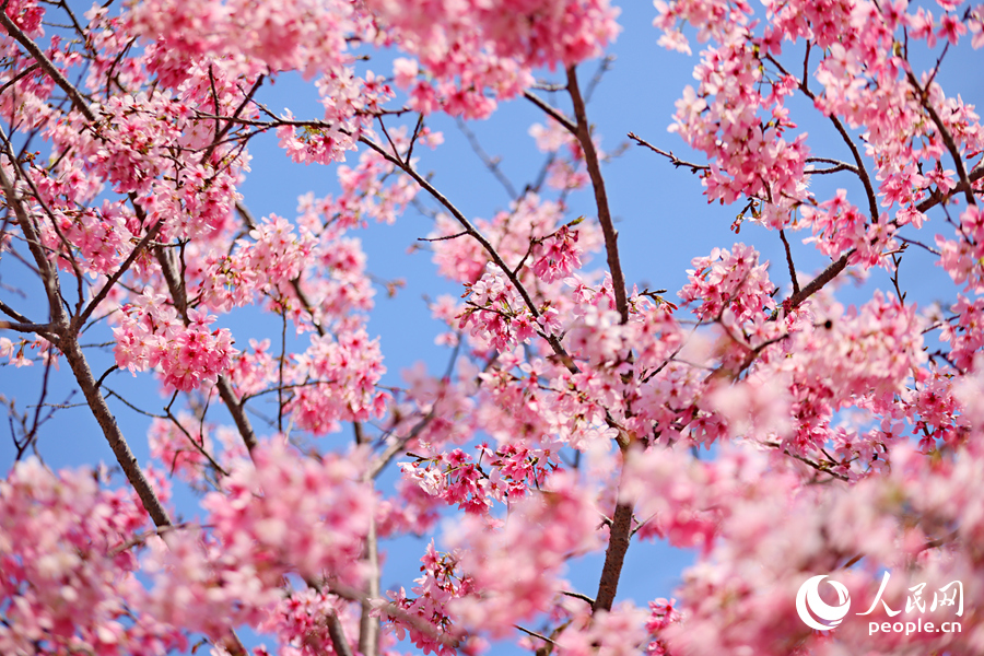 朵朵櫻花簇擁成串。人民網(wǎng)記者 陳博攝