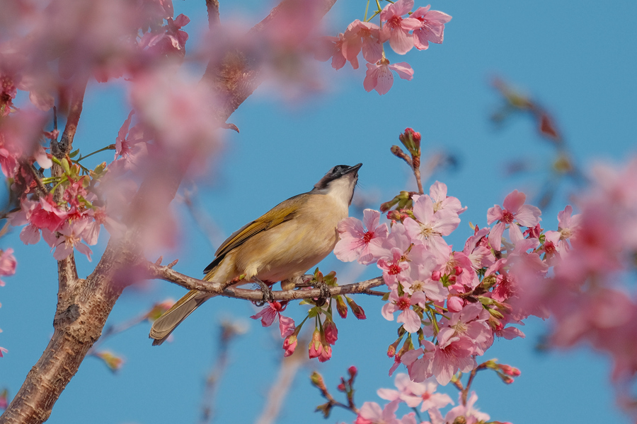 鳥兒在櫻花枝頭啼鳴。林晞華攝