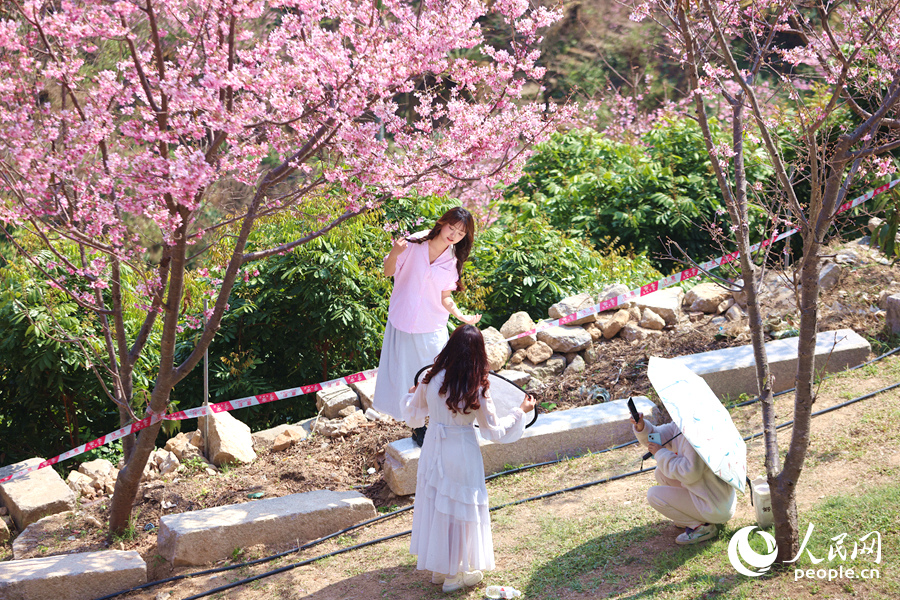 游客在櫻花樹下拍照。人民網(wǎng)記者 陳博攝