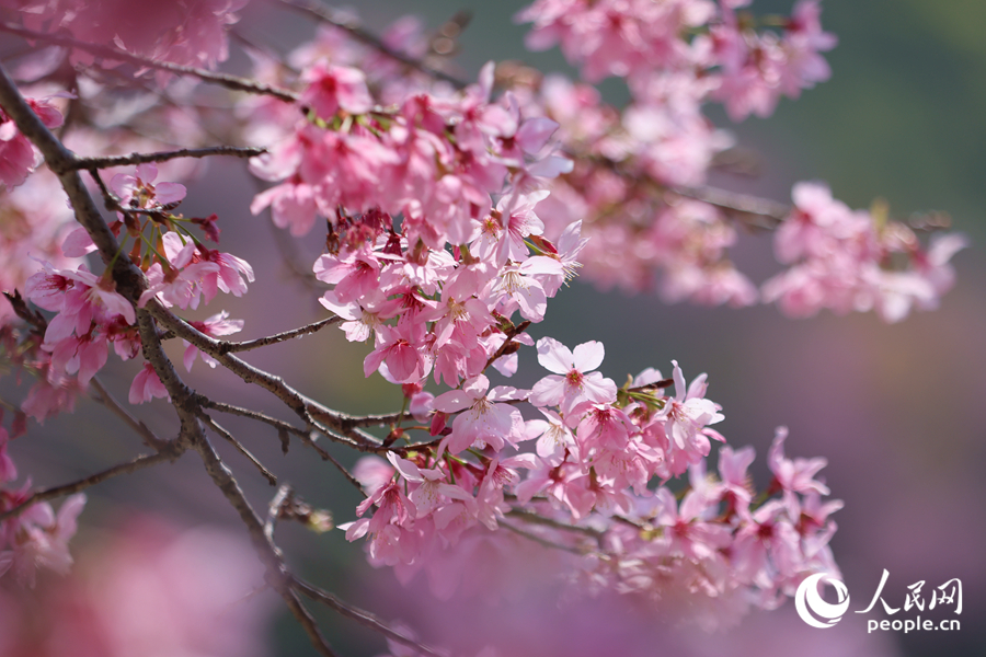 陽光下的櫻花格外艷麗。人民網(wǎng)記者 陳博攝