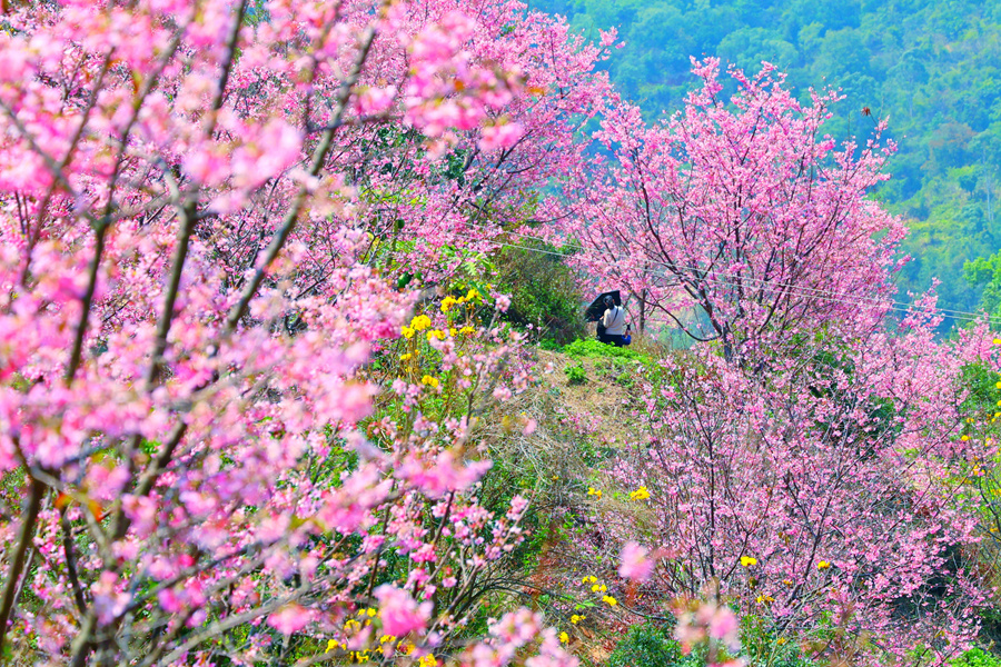 櫻花園中盡顯春意。李嫻鳳攝