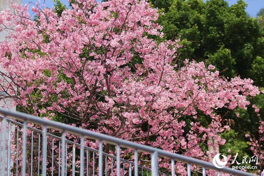 櫻花在枝頭爭奇斗艷。人民網(wǎng)記者 陳博攝