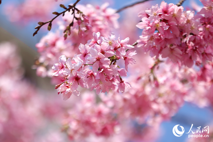 櫻花隨風搖曳生姿。人民網(wǎng)記者 陳博攝