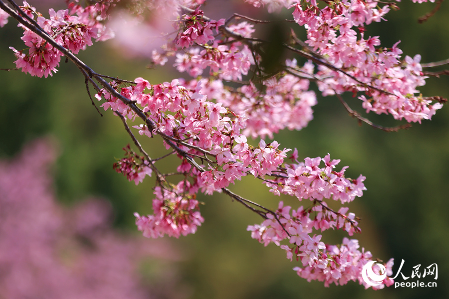 枝頭盛開的櫻花。人民網(wǎng)記者 陳博攝
