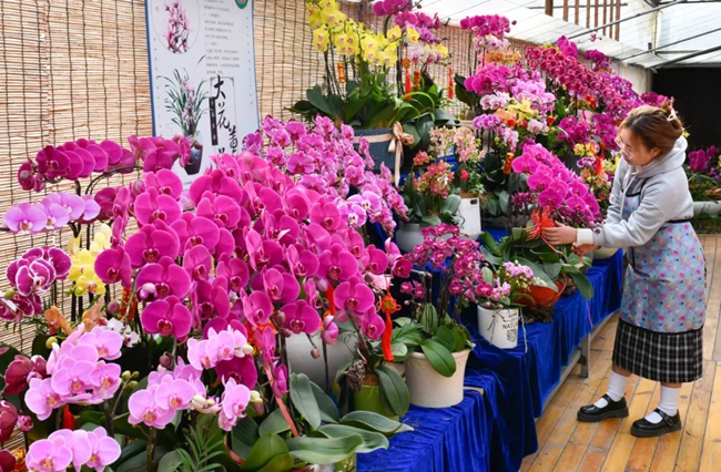 繽紛多彩的蝴蝶蘭。黃海攝