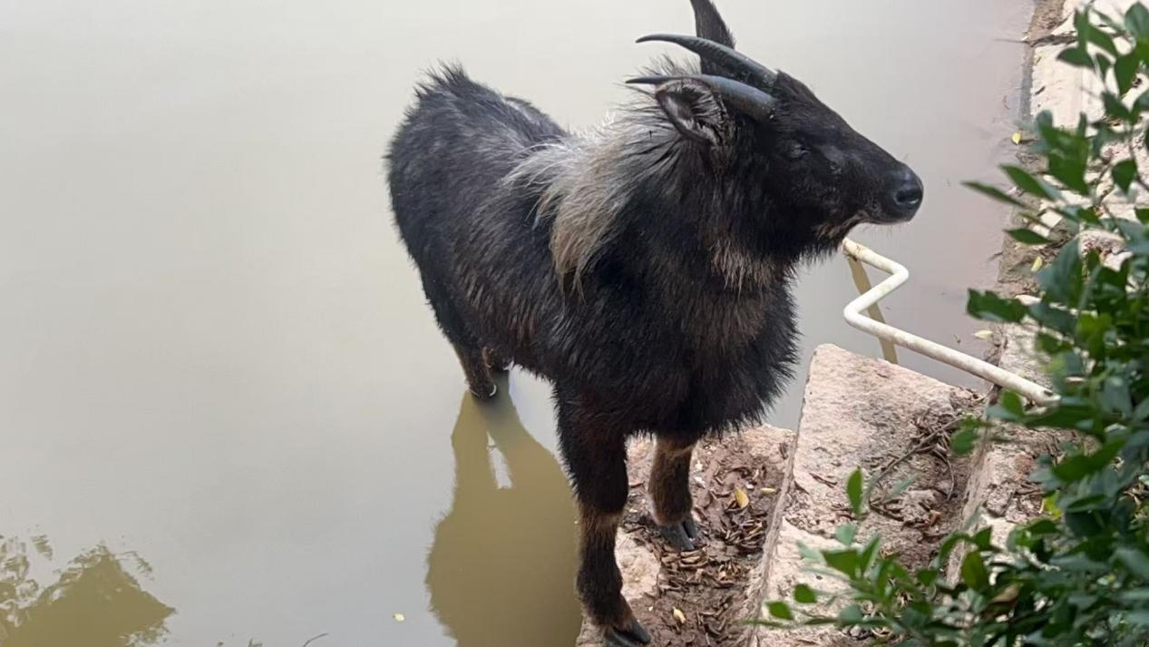 受困于池塘的中華鬣羚。同安區(qū)農(nóng)業(yè)農(nóng)村和水利局供圖