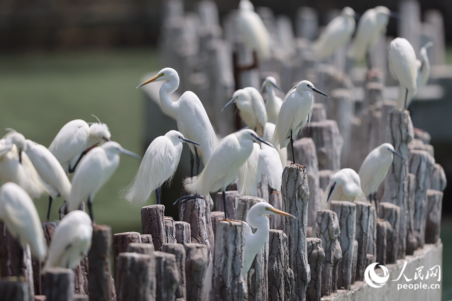 成群的白鷺在廈門(mén)筼筜湖閘口聚集。人民網(wǎng)記者 陳博攝
