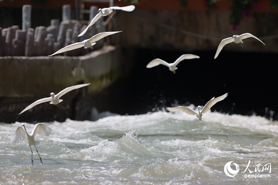 開(kāi)閘時(shí)分，成群白鷺奔向閘口覓食。人民網(wǎng)記者 陳博攝