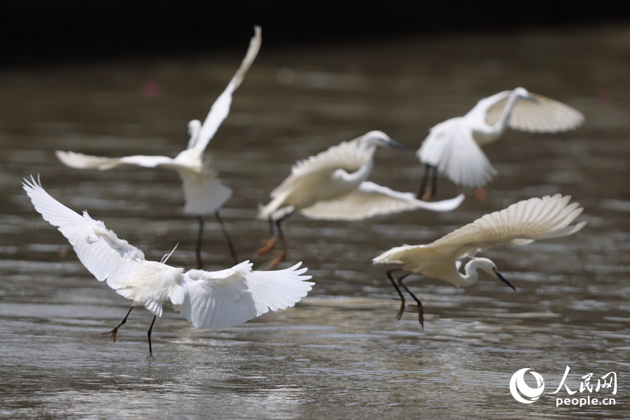 低飛的白鷺在湖面上尋覓小魚(yú)。人民網(wǎng)記者 陳博攝