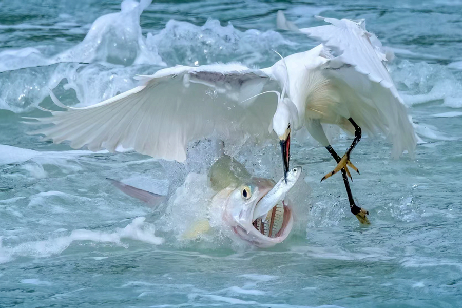 筼筜湖面上演“魚(yú)鷺博弈”。朱曉晴攝