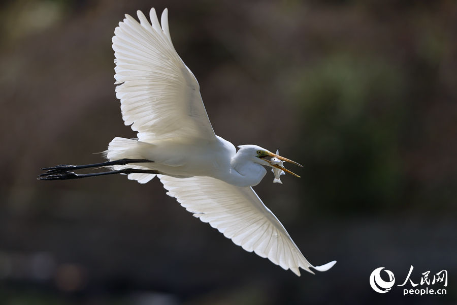白鷺在空中展翅飛行。人民網(wǎng)記者 陳博攝