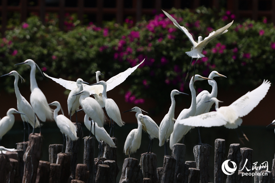 筼筜湖閘口生機(jī)盎然。人民網(wǎng)記者 陳博攝