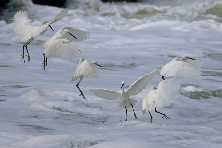 白鷺在翻涌的潮水上飛舞。楊勁堅(jiān)攝