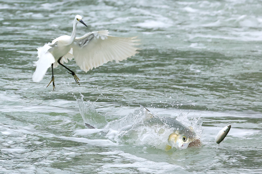 筼筜湖上魚(yú)兒躍白鷺飛。林長(zhǎng)豐攝