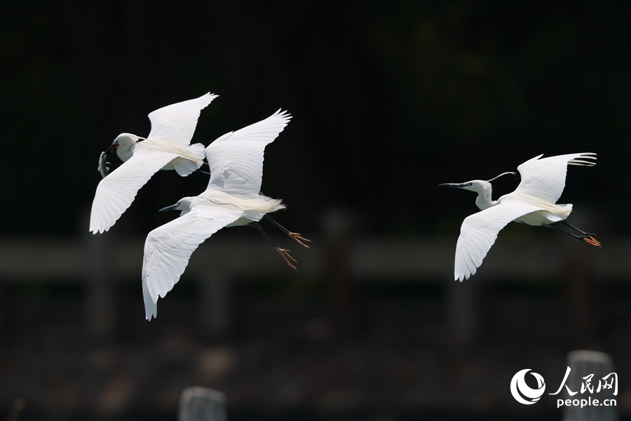 白鷺在筼筜湖閘口上空飛行。人民網(wǎng)記者 陳博攝