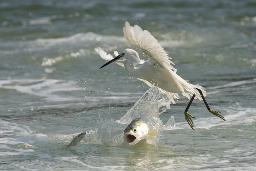 大魚(yú)和白鷺爭(zhēng)食。朱曉晴攝