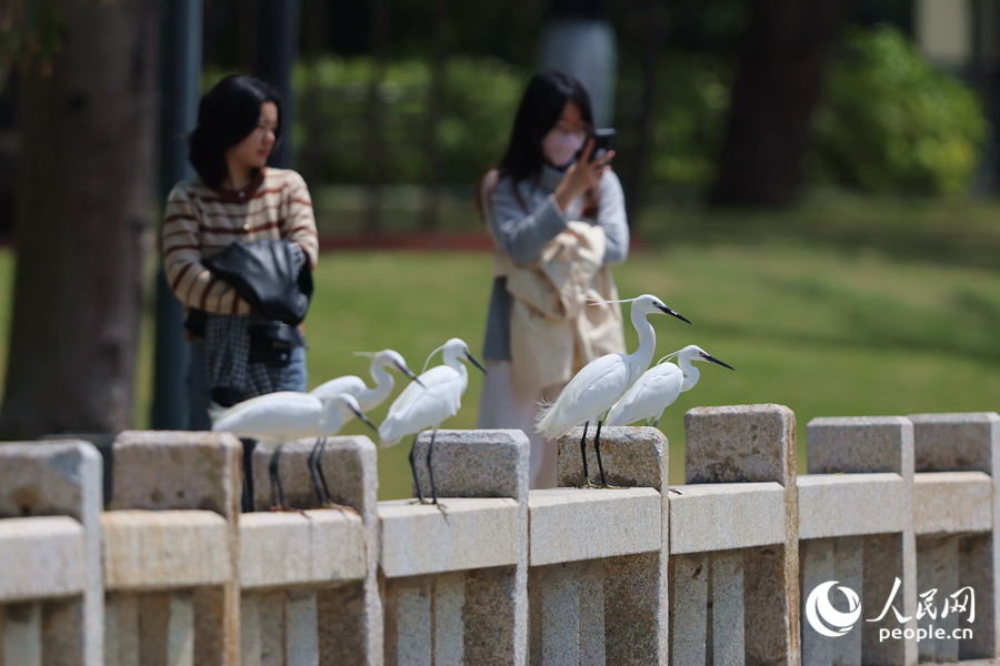 白鷺與人和諧共處。人民網(wǎng)記者 陳博攝