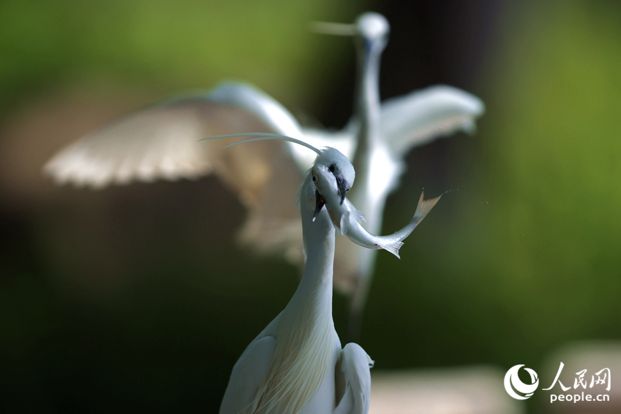 捕到魚(yú)的白鷺在閘口旁的棧道上追逐。人民網(wǎng)記者 陳博攝