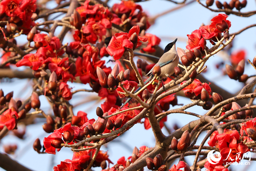 廈門木棉花開，灰喜鵲鬧枝頭。人民網(wǎng)記者 陳博攝