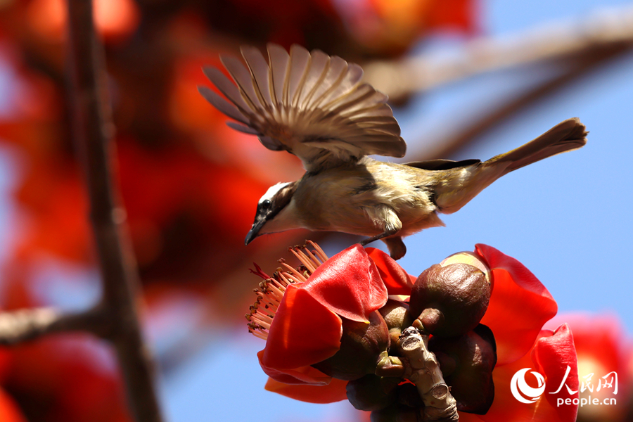 白頭鵯在木棉花上展翅。人民網(wǎng)記者 陳博攝
