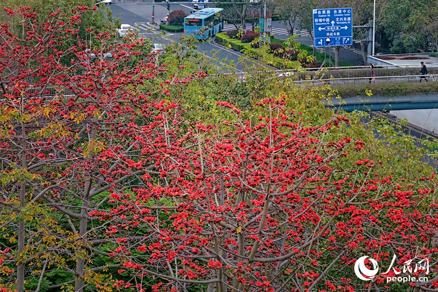 廈門蓮前東路木棉花競相綻放。人民網(wǎng)記者 陳博攝